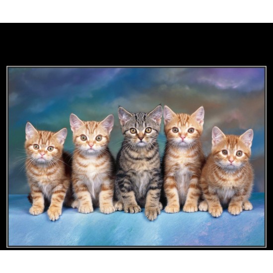 Kedi Baskılı Paçalık 50x60cm