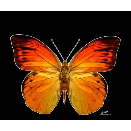 Butterfly Embossed Mudflap 50x60cm