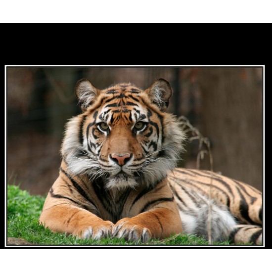 Kaplan Baskılı Paçalık 50x60cm